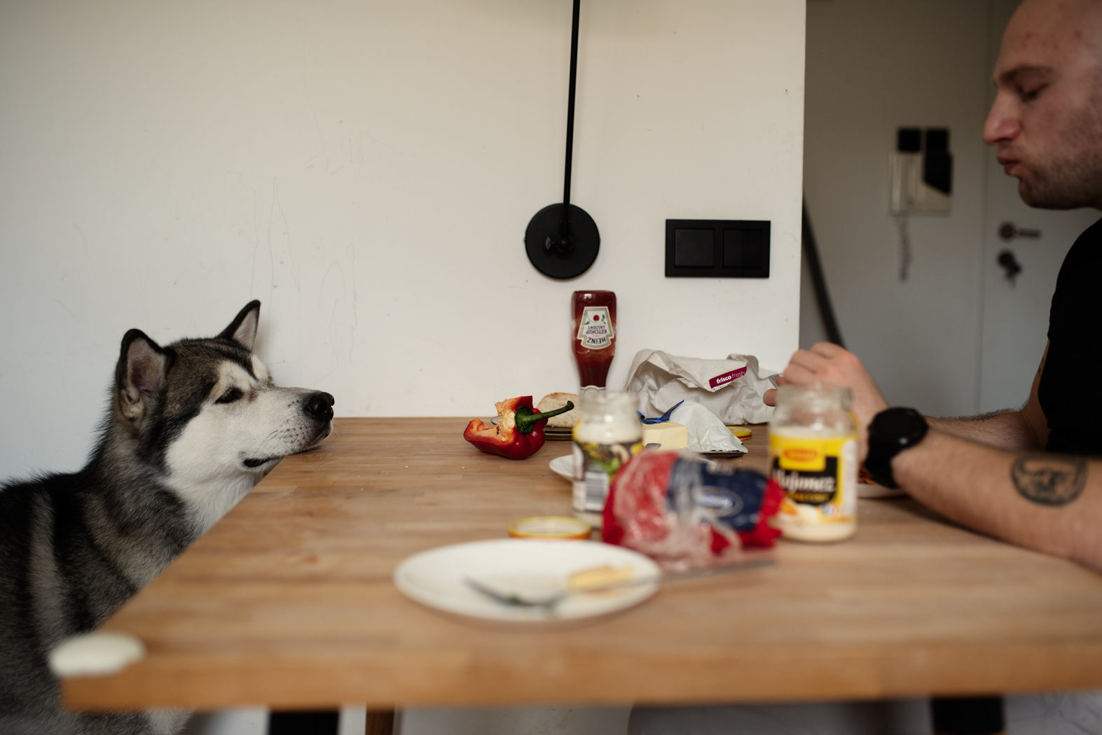 pies kładzie łeb na stole podczas śniadania domowa sesja rodzinna warszawa